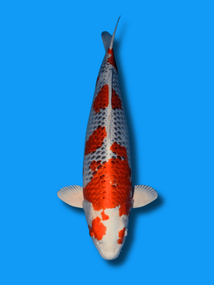 Kujaku kaufen | Koi&Co.